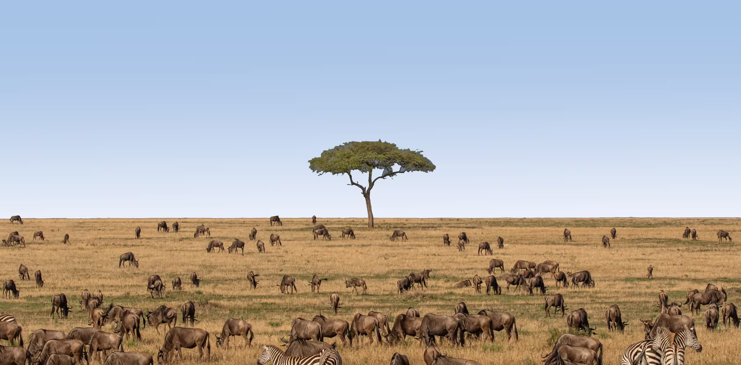 Wildebeest Migration Facts